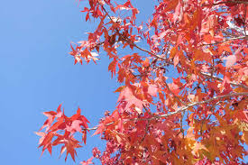 青空に映えるモミジバフウの紅色 うちまちだんち