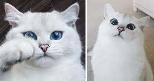 This Cat Has The Most Beautiful Eyes Ever Gorgeous Cats Cat With Blue Eyes Animals
