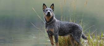 Starting off right is essential. Blue Heeler Puppies For Sale Greenfield Puppies