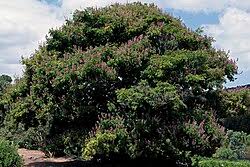 Image result for Millettia grandis