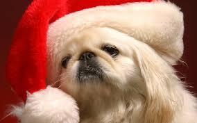 We did not find results for: Cute Christmas Puppy Pictures Wallpaper Christmas Pekingese Dogs 1920x1200 Wallpaper Teahub Io
