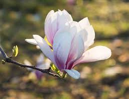 Check spelling or type a new query. Albero Della Magnolia Con I Fiori Rosa E Bianchi Foto Foto Stock Gratis E Royalty Free Da Dreamstime