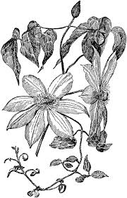 Сорта клематисов цветущие всё лето! Clematis Lawsoniana Henryi Clipart Etc