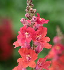 Antirrhinum Majus Chantilly Deep Orange F1 Antirrhinum Snapdragons Annual Plants