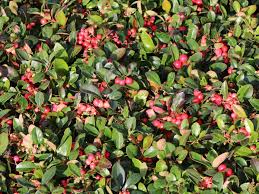 Teppiche kaufen bei otto » große auswahl für wohnzimmer, schlafzimmer & kinderzimmer top qualität kauf auf rechnung möglich! Rote Teppichbeere Gaultheria Procumbens Baumschule Horstmann