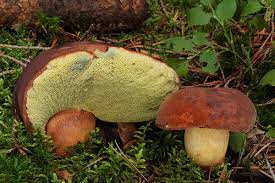 Image result for Boletus badius