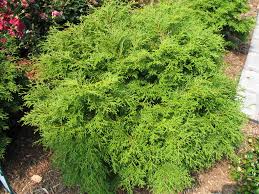 Image result for Xerophyta squarrosa