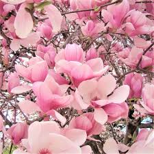 Magnolia × soulangeana (saucer magnolia) is a its flowers emerge dramatically on a bare tree in early spring, with the deciduous leaves expanding. Saucer Magnolia Naturehills Com