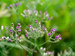 Image result for Vernonia cinerea