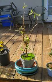 To get to know, read the following article. Root Pruning Basics Transplanting Curly Willow Tree Bonsai Steemit