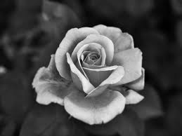 Black And White Rose Wallpaper Drawing Rose Photography Black And White Google Search Black And White Roses Rose Photography Roses Drawing
