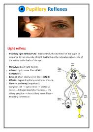 Pupillary Reflexes Physiology