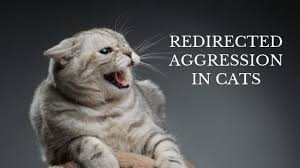 aggresive cat behavior redirect cat aggression part 3 cat behavior cats aggressive