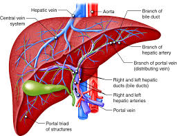 Digestive Structures and Functions – Anatomy & Physiology
