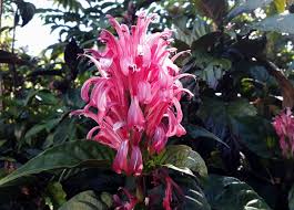 Image result for Justicia carnea