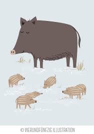 Blog Vierundfuenfzig Illustration Tiere Des Waldes Schwein Illustration Illustration Tiere