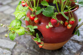 In 2017, the united states produced 1.6 billion pounds of strawberries, valued at nearly $3.5 billion. Best Planters And Containers For Strawberries Bbc Gardeners World Magazine
