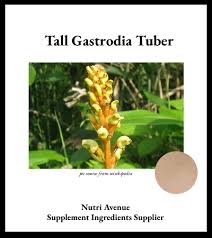 Image result for Gastrodia