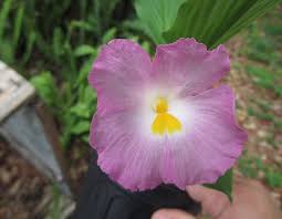 Image result for Siphonochilus
