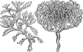 Die echte rose von jericho bekommt man auf www.yakeba.de achtung! Rose Of Jericho Engraving Illustration Picture Illustration Human Canvas