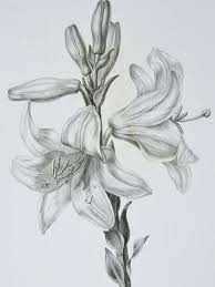Choose from over a million free vectors, clipart graphics, vector art images, design templates, and illustrations created by artists worldwide! Vincent 1825 Botanical Stipple Engraving Lily 26 110274373 Realistic Flower Drawing Flower Sketches Lilies Drawing