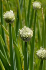 Image result for Dipsacus pinnatifidus