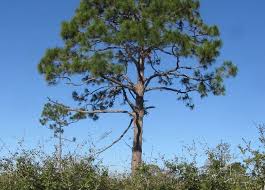 Red maple tree ( acer rubrum) if you have never heard of this tree, you may have seen it as it is one of the most common and widespread trees in the united states. The Best Trees To Plant In Florida Natives Ornamentals And Fruit Trees