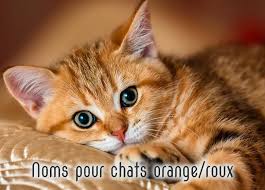 Privilégiez les noms simples, faciles à mémoriser par le chat, courts. Noms De Chats Orange Et Roux Pour Femelles Et Males Monchat Ca