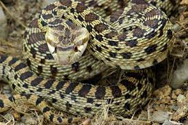 Gopher Snake Pituophis Catenifer Snake Rattlesnake Gopher