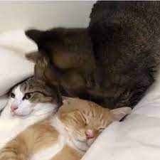 ben uyuyamadiysam sizi de uyutmam kedi kedim kediaski kedimanyaklari kediseverler kedisevgisi cat catsofinstagram cat animals cute pictures cats
