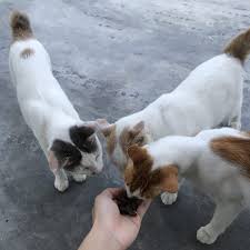 Kitchen flavor makanan kucing yang terbaik untukmu. 15 Makanan Kucing Terbaik Malaysia 2021 Jenama Yang Bagus