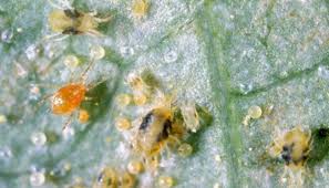 Image result for spotted spider mite