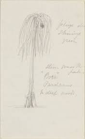 Image result for Pandanus chiliocarpus