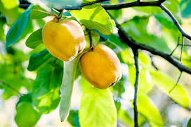 Check spelling or type a new query. Varieties Of Quince Learn About Different Kinds Of Quince Trees