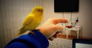 Egitimli Lutino Youtube Pets