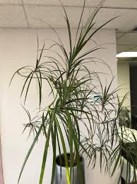 Best low maintenance indoor plants. How Long Do Plants Live Good Earth Plants