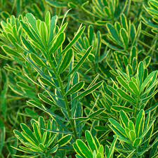 Check spelling or type a new query. Daphne Burkwoodii Carol Mackie Finegardening