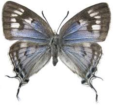 Image result for Erianthemum taborense