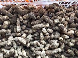 Image result for Arachis hypogaea
