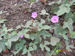 Image result for Ipomoea blepharophylla