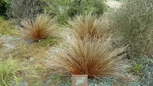 Image result for Schoenus