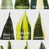 So, are whale fins the same as snake plants and the same as mother in law's tongue? 1