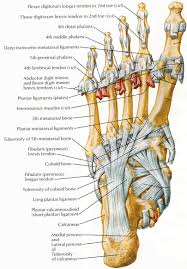 Anatomical illustration of muscle fibers for medical journals. Leg Anatomy Muscles Ligaments And Tendons Ligaments Muscles And Tendons