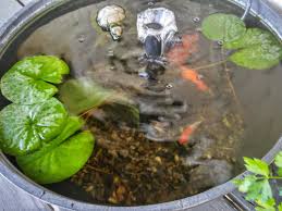 Contour or kidney shaped plastic slotted mesh water garden aquatic pond plant basket, 17 inch, perfect for lily's, planting pot, basket for aquaponics, hydroponics. How To Create A Container Water Garden For Small Spaces Dengarden