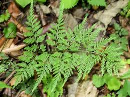 Image result for Cystopteris