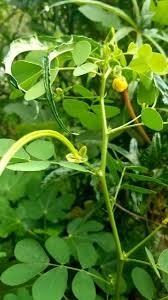 Image result for Senna hirsuta