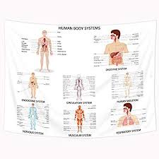 Human Body Systems Chart Jasonkellyphoto Co