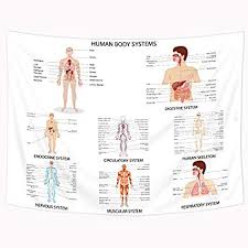 human body systems chart jasonkellyphoto co