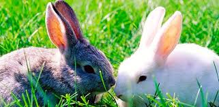 Bunny Ears Arnold Zwicky S Blog The drop was accompanied by a system message: bunny ears arnold zwicky s blog