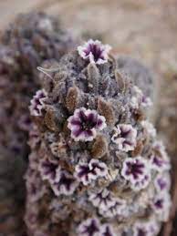 Check spelling or type a new query. Desert Christmas Tree Pholisma Arenarium